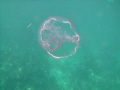   Moon Jelly off Key Largo Dry Rocks. Rocks  